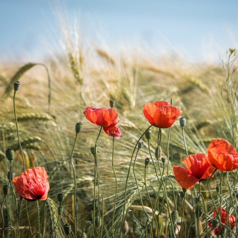 Foto von Iris Fichtelmann