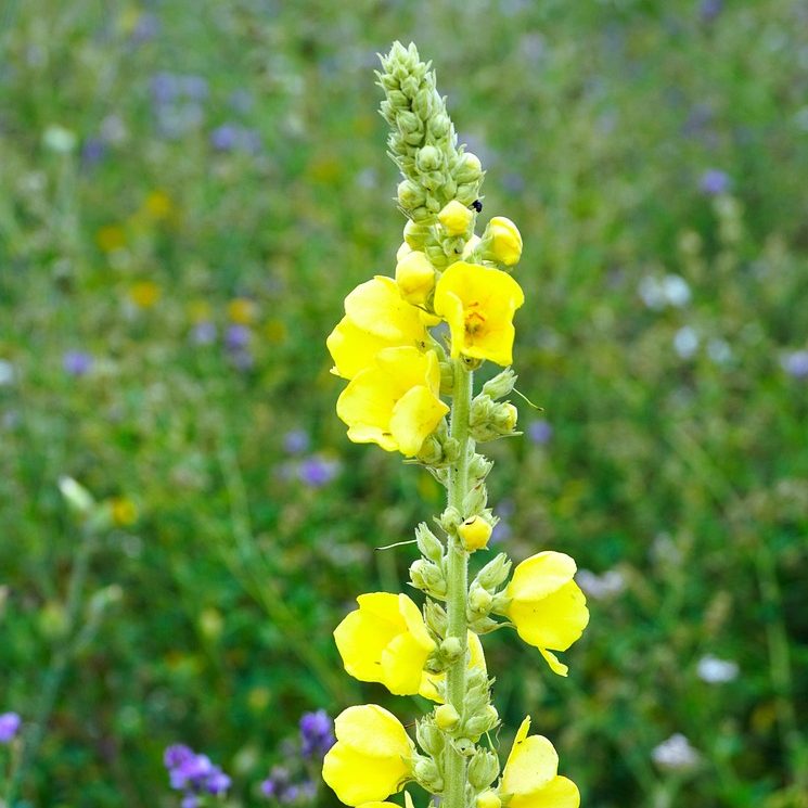 Foto von Iris Fichtelmann
